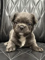 🦠FLUFFY💲BLUEY🦠, a female French Bulldog for sale in Camdenton, MO – Photo 2 of 9