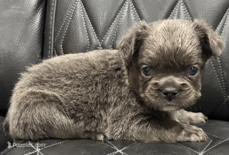 🦠FLUFFY💲BLUEY🦠 – French Bulldog puppy for sale in Camdenton, MO