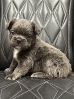 🦠FLUFFY💲BLUEY🦠, a female French Bulldog for sale in Camdenton, MO – Photo 9 of 9