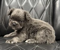 🦠FLUFFY💲BLUEY🦠, a female French Bulldog for sale in Camdenton, MO – Photo 5 of 9