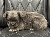 🦠FLUFFY💲BLUEY🦠, a female French Bulldog for sale in Camdenton, MO – Photo 7 of 9