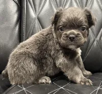 🦠FLUFFY💲BLUEY🦠, a female French Bulldog for sale in Camdenton, MO – Photo 3 of 9