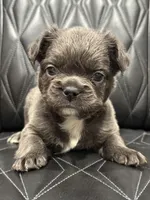 🦠FLUFFY💲BLUEY🦠, a female French Bulldog for sale in Camdenton, MO – Photo 6 of 9