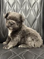 🦠FLUFFY💲BLUEY🦠, a female French Bulldog for sale in Camdenton, MO – Photo 8 of 9