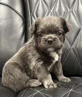🦠FLUFFY💲BLUEY🦠, a female French Bulldog for sale in Camdenton, MO – Photo 4 of 9