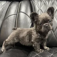 ✳️REDUCED💲 FLUFFY MAHOMES✳️, a male French Bulldog for sale in Camdenton, MO – Photo 5 of 8