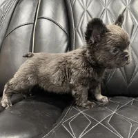 ✳️REDUCED💲 FLUFFY MAHOMES✳️, a male French Bulldog for sale in Camdenton, MO – Photo 6 of 8