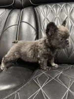 ✳️FLUFFY💲 MAHOMES✳️, a male French Bulldog for sale in Camdenton, MO – Photo 6 of 8