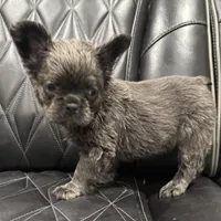✳️REDUCED💲 FLUFFY MAHOMES✳️, a male French Bulldog for sale in Camdenton, MO – Photo 7 of 8