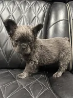✳️FLUFFY💲 MAHOMES✳️, a male French Bulldog for sale in Camdenton, MO – Photo 7 of 8