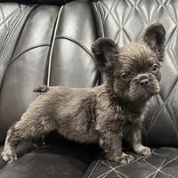 ✳️REDUCED💲 FLUFFY MAHOMES✳️, a male French Bulldog for sale in Camdenton, MO – Photo 3 of 8