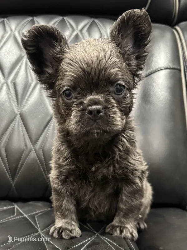 ✳️FLUFFY💲 MAHOMES✳️