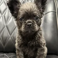 ✳️REDUCED💲 FLUFFY MAHOMES✳️, a male French Bulldog for sale in Camdenton, MO – Photo 1 of 8