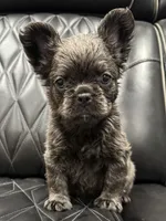 ✳️FLUFFY💲 MAHOMES✳️, a male French Bulldog for sale in Camdenton, MO – Photo 1 of 8