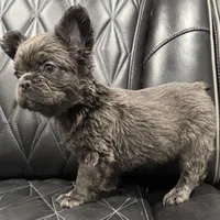 ✳️REDUCED💲 FLUFFY MAHOMES✳️, a male French Bulldog for sale in Camdenton, MO – Photo 2 of 8