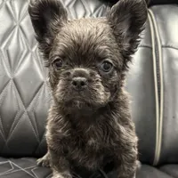 ✳️REDUCED💲 FLUFFY MAHOMES✳️, a male French Bulldog for sale in Camdenton, MO – Photo 8 of 8