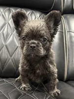 ✳️FLUFFY💲 MAHOMES✳️, a male French Bulldog for sale in Camdenton, MO – Photo 8 of 8