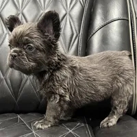 ✳️REDUCED💲 FLUFFY MAHOMES✳️, a male French Bulldog for sale in Camdenton, MO – Photo 4 of 8