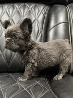 ✳️FLUFFY💲 MAHOMES✳️, a male French Bulldog for sale in Camdenton, MO – Photo 4 of 8