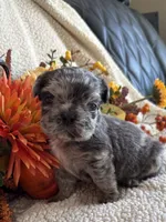 FLUFFY HUXLEY, a male French Bulldog for sale in Camdenton, MO – 7 of 8