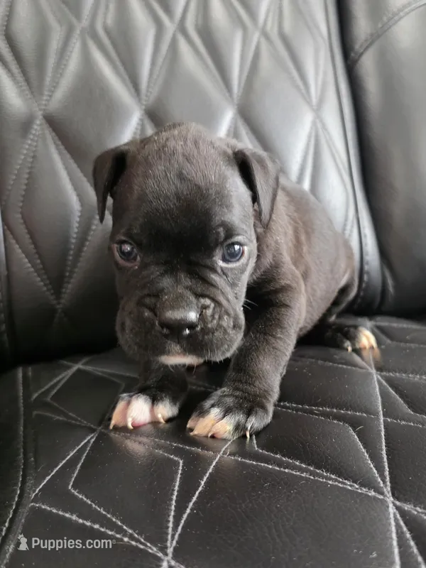 Milo – Boxer puppy for sale in Camdenton, MO