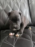 Milo, a male Boxer for sale in Camdenton, MO – 1 of 10