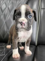 Stella, a female Boxer for sale in Camdenton, MO – 7 of 10