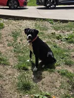 Harper AKC, a female Boxer for sale in Camdenton, MO – 2 of 6