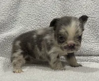 FLUFFY MAJESTY, a female French Bulldog for sale in Camdenton, MO – 2 of 10