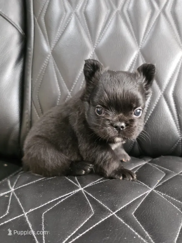 Fluffy Jack – French Bulldog puppy for sale in Camdenton, MO
