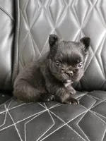 Fluffy Jack, a male French Bulldog for sale in Camdenton, MO – 1 of 10