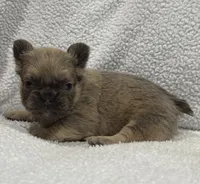 FLUFFY FLUFFY MIA, a female French Bulldog for sale in Camdenton, MO – 4 of 10