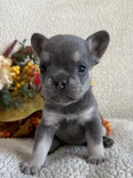 KARLEE , a female French Bulldog for sale in Camdenton, MO – 4 of 10