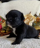 FLUFFY MIDNIGHT, a female French Bulldog for sale in Camdenton, MO – 7 of 7