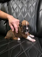 Rocky, a male Boxer for sale in Camdenton, MO – 2 of 10