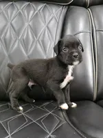 Duke, a male Boxer for sale in Camdenton, MO – 5 of 10