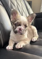 REDUCED PRICE FLUFFY CASHMERE , a female French Bulldog for sale in Camdenton, MO – 3 of 10