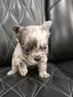 Fluffy Emma, a female French Bulldog for sale in Camdenton, MO – 8 of 9