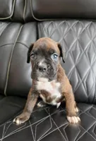 Bruno, a male Boxer for sale in Camdenton, MO – 7 of 10