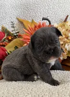 FLUFFY DOLLY, a female French Bulldog for sale in Camdenton, MO – 5 of 7