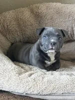 Star *Pocket bully*, a female American Bully for sale in Camdenton, MO – 8 of 10