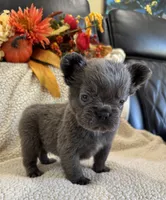 FLUFFY MOOCHY, a male French Bulldog for sale in Camdenton, MO – 5 of 8