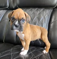 Rex -full akc, a male Boxer for sale in Camdenton, MO – 3 of 10