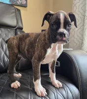 Marlee- full akc, a female Boxer for sale in Camdenton, MO – 3 of 10