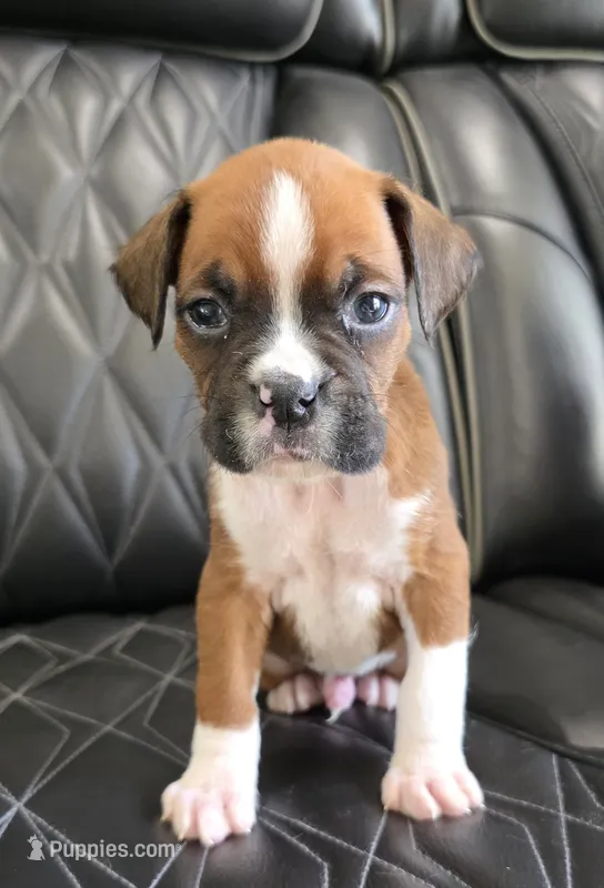 Cooper- full akc – Boxer puppy for sale in Camdenton, MO