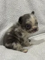 FLUFFY MAJESTY, a female French Bulldog for sale in Camdenton, MO – 6 of 10
