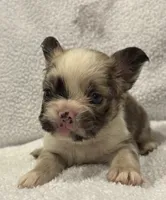 FLUFFY CASHMERE, a female French Bulldog for sale in Camdenton, MO – 2 of 10