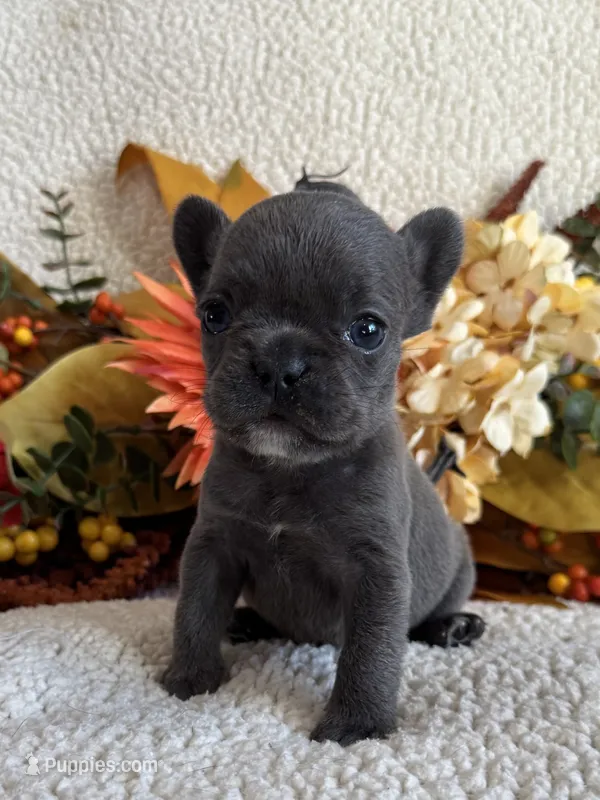 BRYNLEE – French Bulldog puppy for sale in Camdenton, MO