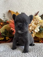 BRYNLEE, a female French Bulldog for sale in Camdenton, MO – 1 of 8