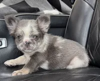  REDUCED PRICE FLUFFY MAJESTY , a female French Bulldog for sale in Camdenton, MO – 4 of 10